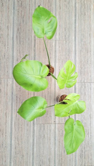 Monstera Deliciosa Full Cheese Lemon Lime
