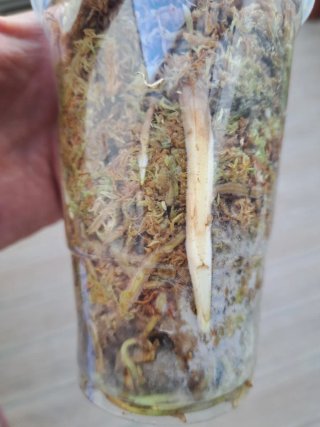 Monstera Deliciosa Full Cheese Lemon Lime