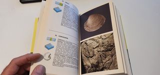 FOSSILI - ARDUINI/TERUZZI