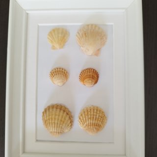 Cuadro Caracolas Naturales 15x20 - Relieve 3D Arte