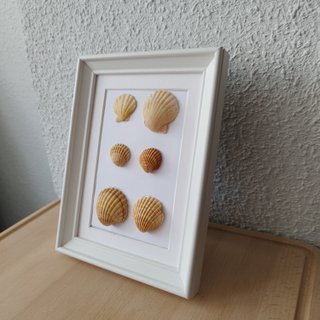 Cuadro Caracolas Naturales 15x20 - Relieve 3D Arte