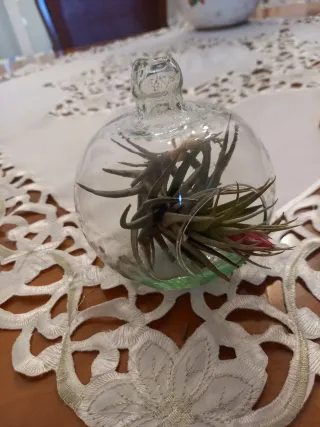 Boccia in  vetro con Tillandsia