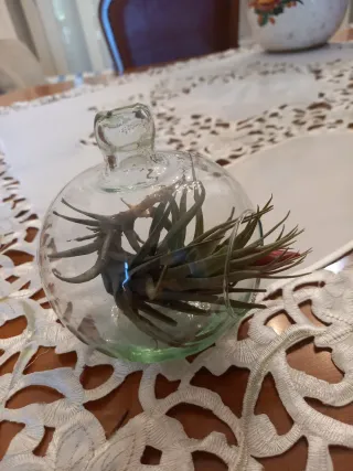 Boccia in  vetro con Tillandsia