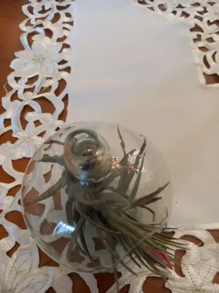 Boccia in  vetro con Tillandsia