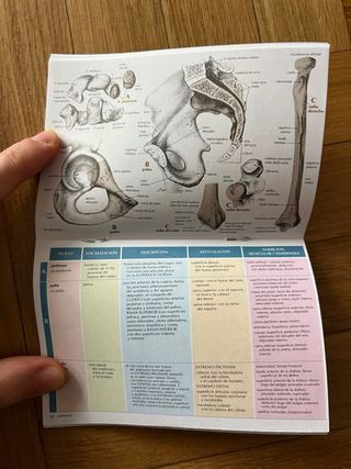 Mini folleto para estudio de anatomía ósea.