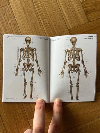 Mini folleto para estudio de anatomía ósea.