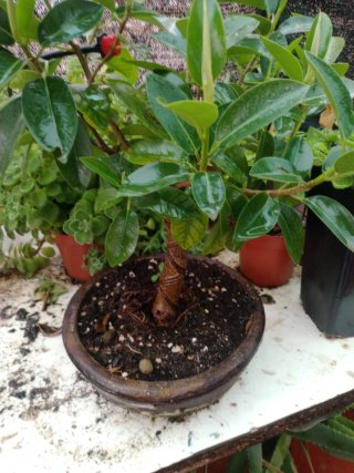 Planta  interior exterior en maceta Bosque bonsai