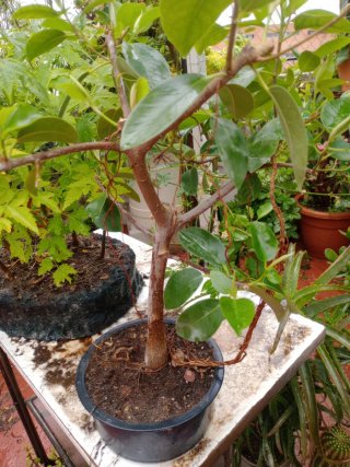 Planta  interior exterior en maceta Bosque bonsai