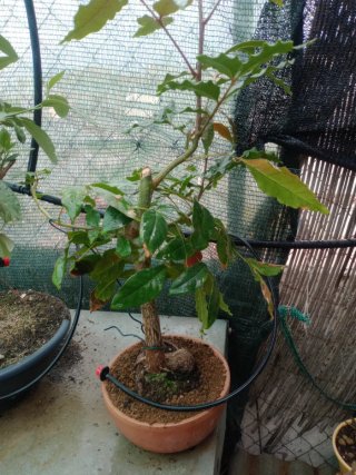 Planta  interior exterior en maceta Bosque bonsai