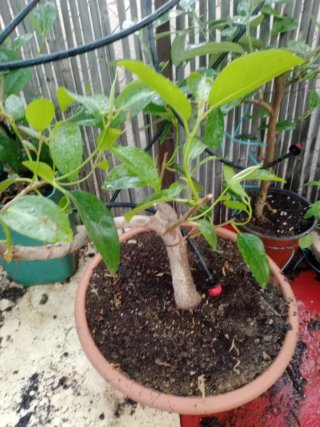 Planta  interior exterior en maceta Bosque bonsai