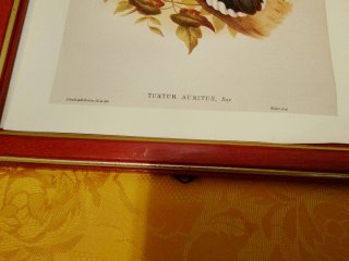 Stampa Turtur Auritus, Ray Vintage