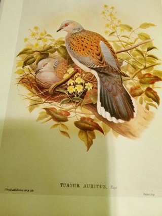 Stampa Turtur Auritus, Ray Vintage