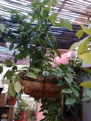 Plantas colgantes en maceta