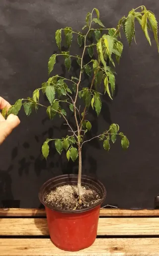 Celtis Australis  pre-bonsai