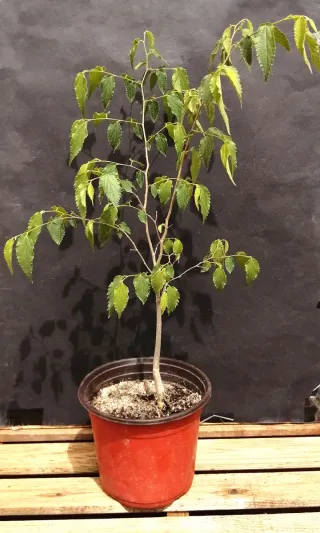 Celtis Australis  pre-bonsai