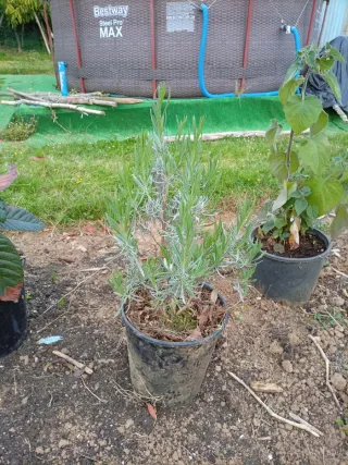 Planta de Lavanda en Maceta