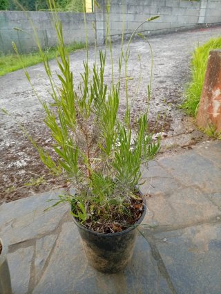 Planta de Lavanda en Maceta