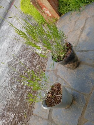 Planta de Lavanda en Maceta