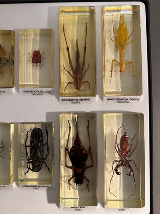 Lote de 12 Insectos Resina Colección