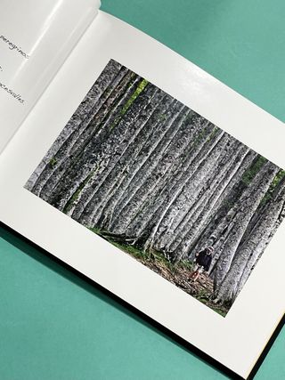 Peregrinatio, por el camino de la luz