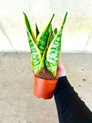 Planta interior Sansevieria lengua de suegra