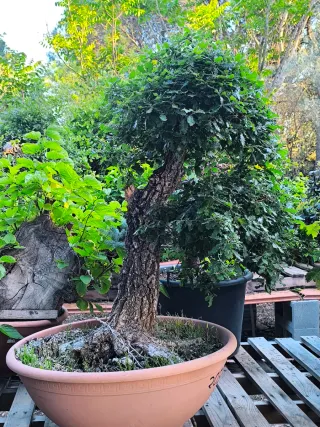 bonsai yamadori bonsais