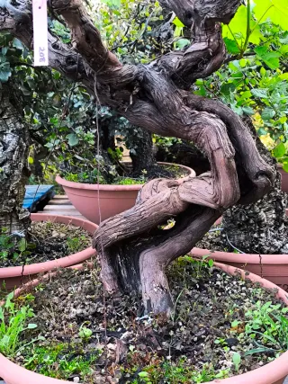 bonsai yamadori bonsais
