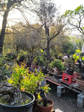bonsai yamadori bonsais