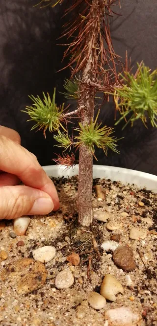 Pre-bonsai conífera