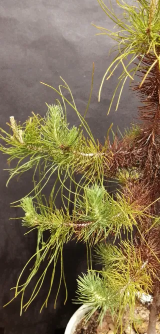 Pre-bonsai conífera