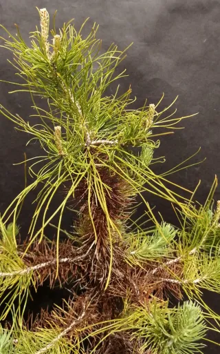 Pre-bonsai conífera