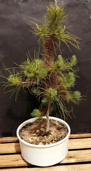 Pre-bonsai conífera