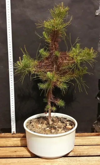 Pre-bonsai conífera