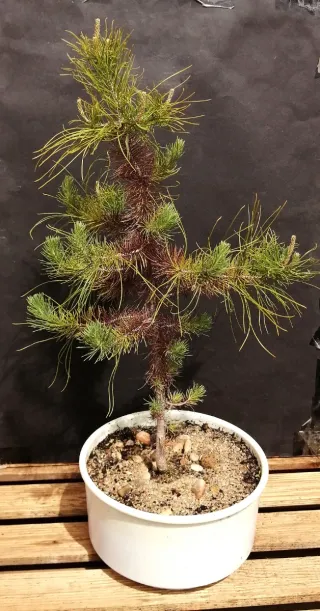 Pre-bonsai conífera