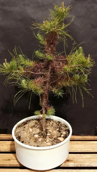 Pre-bonsai conífera