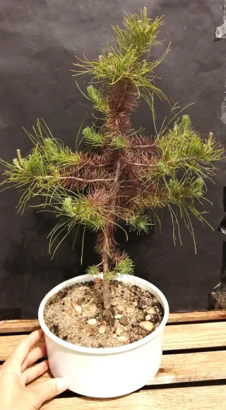 Pre-bonsai conífera