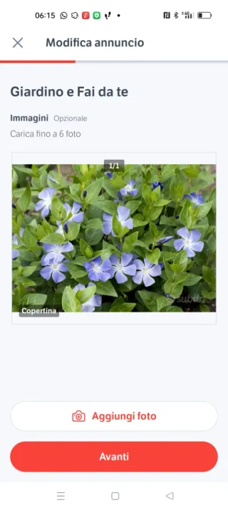 Pianta con fiori vinca major