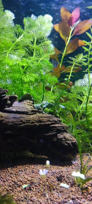 Planta de acuario Ambulia