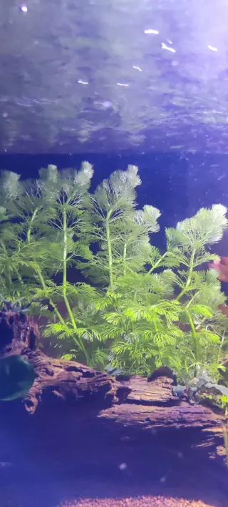 Planta de acuario Ambulia