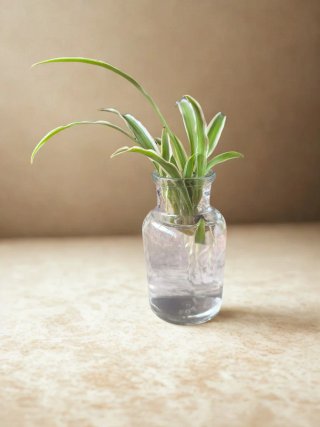 Planta cintas o Chlorophytum comosum