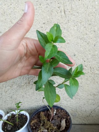 Hierba doncella