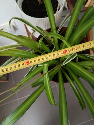 Planta Cinta grande
