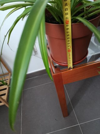 Planta Cinta grande