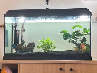 Pecera 100L