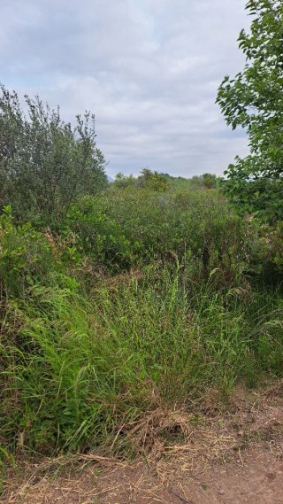 Parcela de huerto