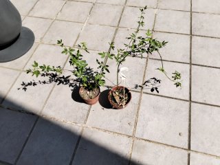 Plantas de jazmín amarillo