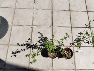 Plantas de jazmín amarillo