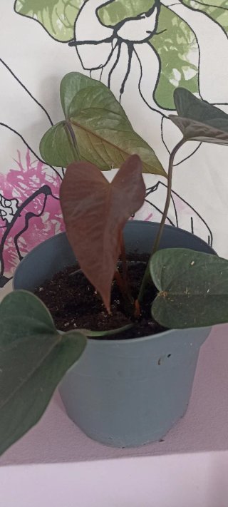Planta Anturio Negra
