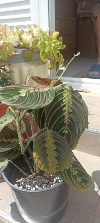 Planta Amaranta Roja