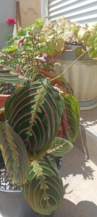 Planta Amaranta Roja